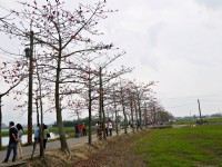 林初埤木棉花道<br/> 攝影：旅遊王攝影組