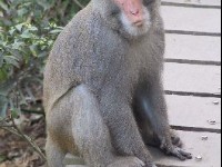 獼猴-1<br/> 攝影：林明德