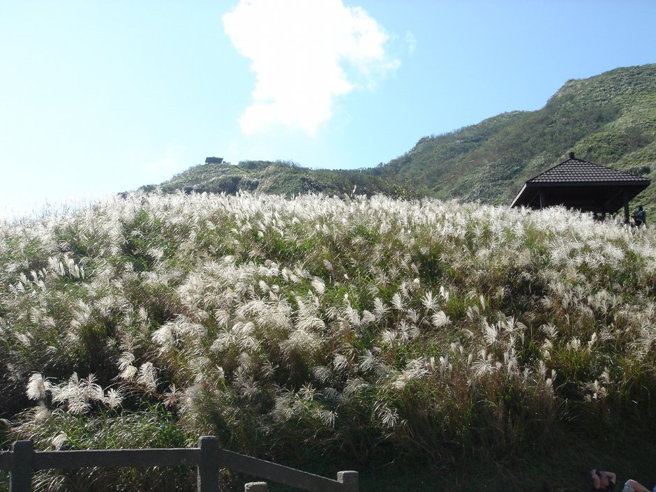 整片菅芒花 攝影：陳美吟