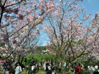2010陽明山櫻花季<br/> 攝影：amo