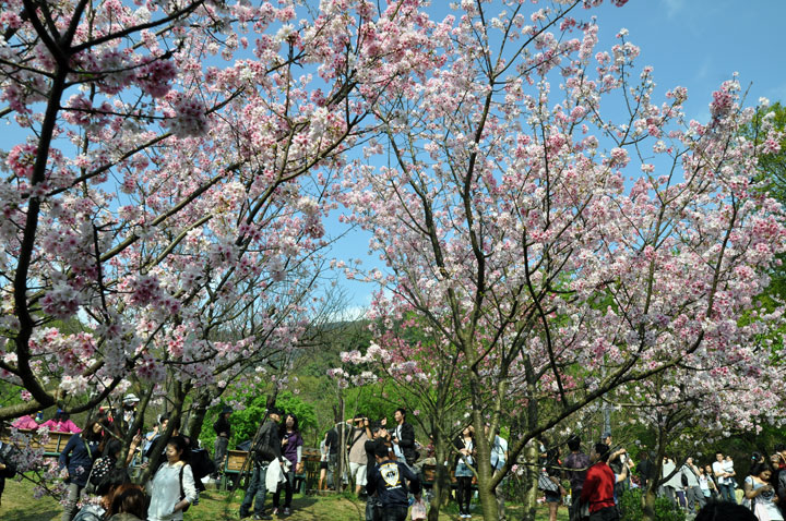 2010陽明山櫻花季 攝影：amo