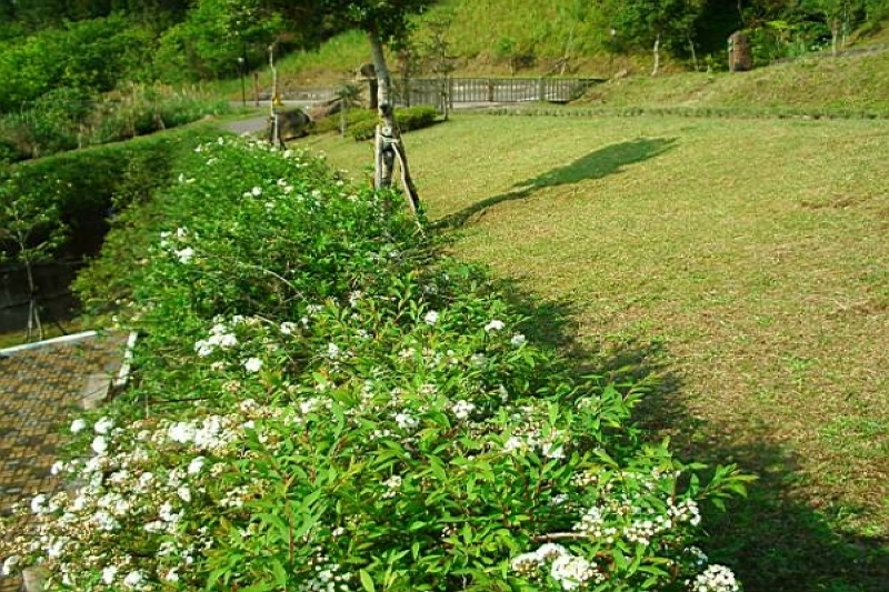 青翠草皮 攝影：老山羊部落格
