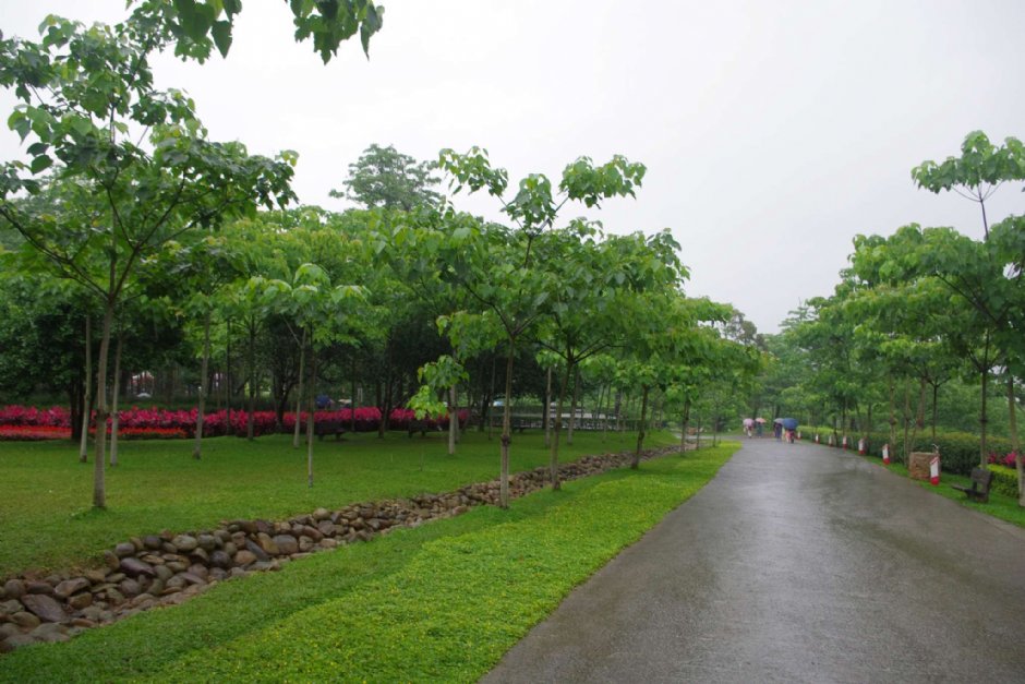 桐花樂活公園 攝影：Eva隨手拍