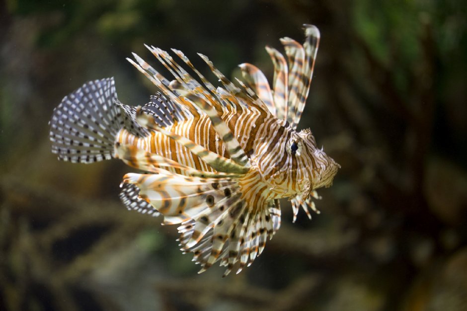 澎湖水族館獅子魚 攝影：澎湖水族館