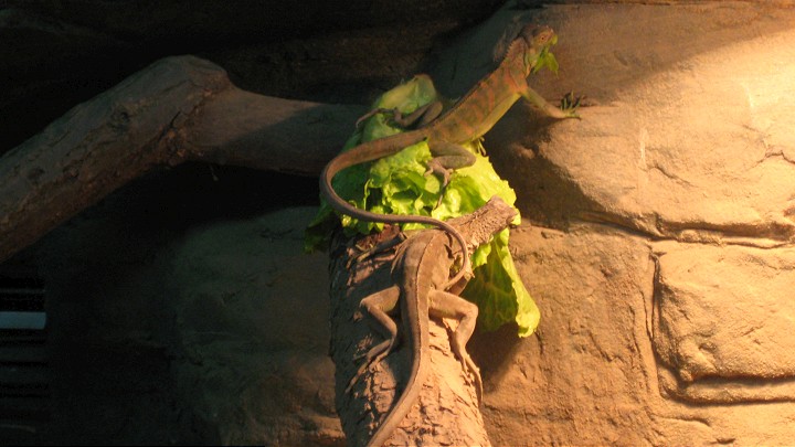 上海動物園 攝影：Crystal