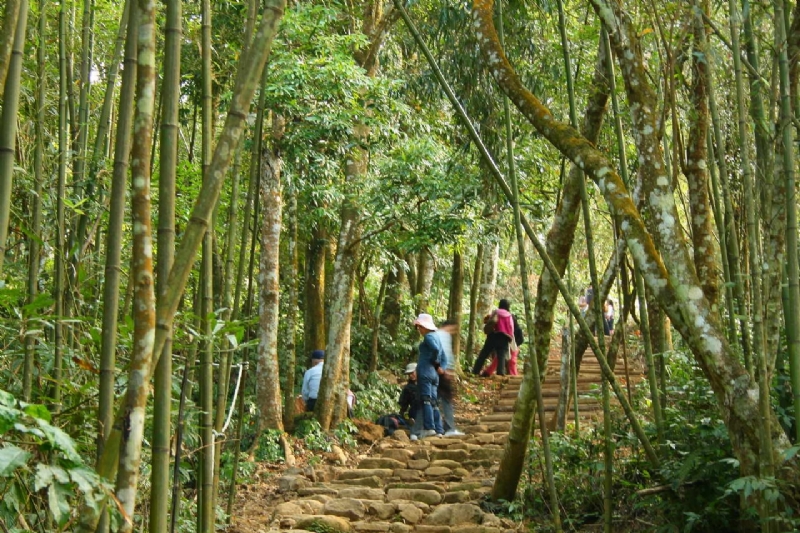 北線步道竹林與闊葉林 攝影：老山羊部落格