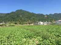 美濃月光山白玉蘿蔔園<br/> 攝影：旅遊王攝影組
