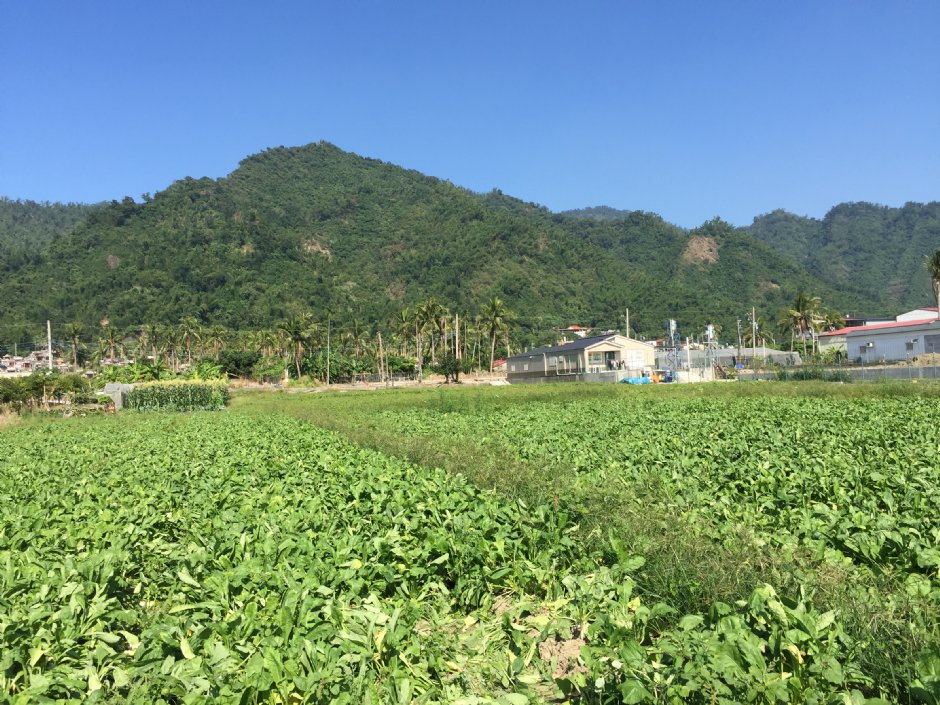 美濃月光山白玉蘿蔔園 攝影：旅遊王攝影組