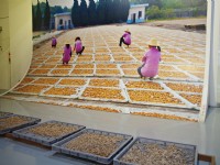 梅問屋梅子元氣館<br/> 攝影：Eva隨手拍