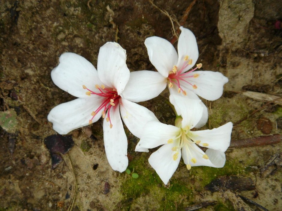 油桐花 攝影：陳美吟