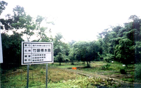 瑞竹竹類標本園 攝影：南投縣政府