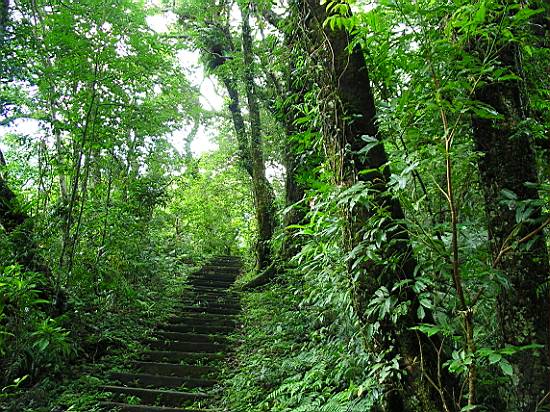 林內步道美景 攝影：老山羊