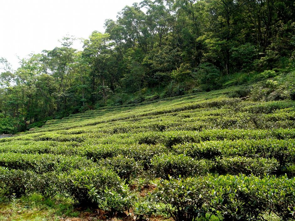 茶園 攝影：陳美吟