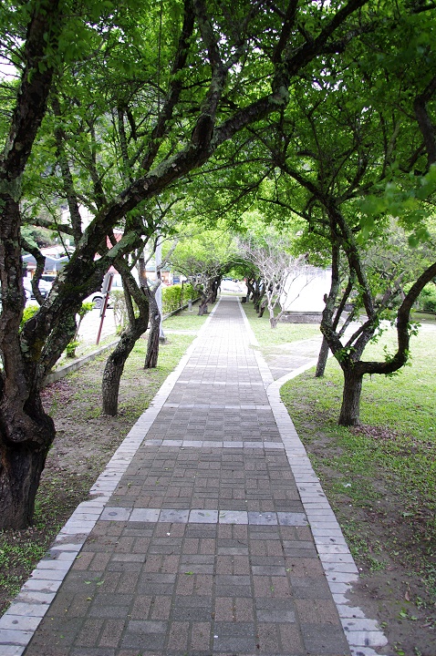 梅園 攝影：Eva隨手拍