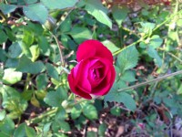 都會公園盛開的花卉<br/> 攝影：Kate