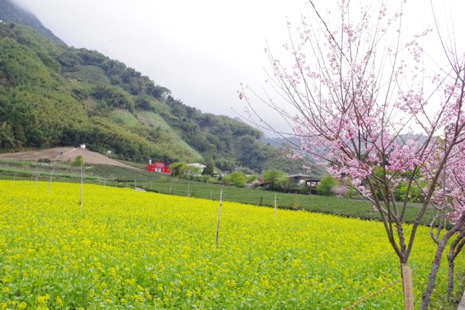 草坪頭玉山觀光茶園 攝影：Eva隨手拍