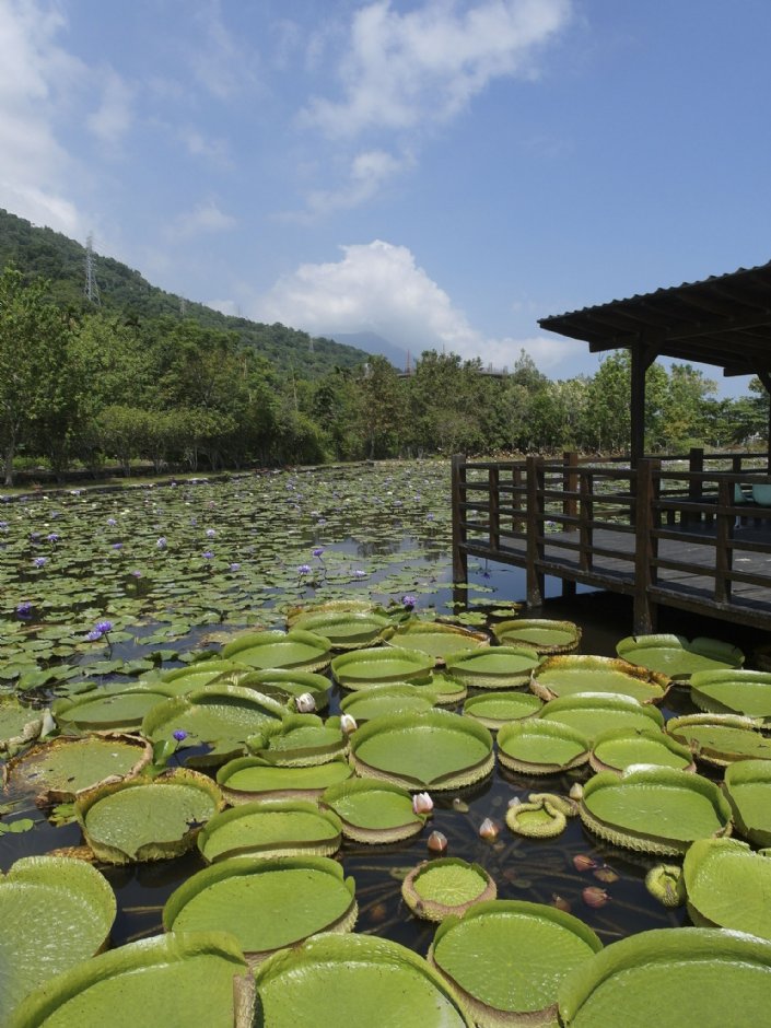 蓮城蓮花園 攝影：圖片來源_花蓮縣觀光資訊網
