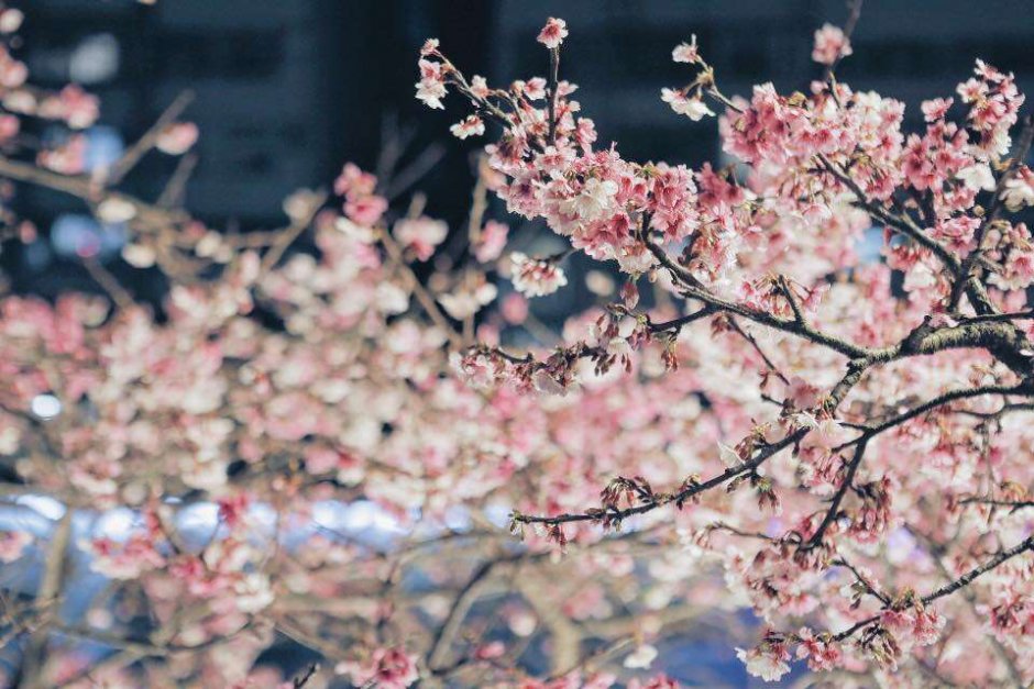 樂活夜櫻季 攝影：照片來源_樂活夜櫻季官網