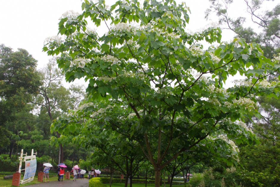桐花樂活公園 攝影：Eva隨手拍
