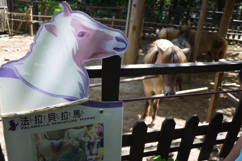 壽山動物園兒童牧場 攝影：三井