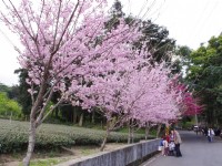 草坪頭玉山觀光茶園<br/> 攝影：Eva隨手拍