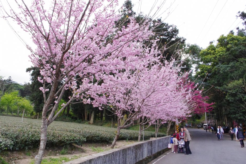 草坪頭玉山觀光茶園 攝影：Eva隨手拍