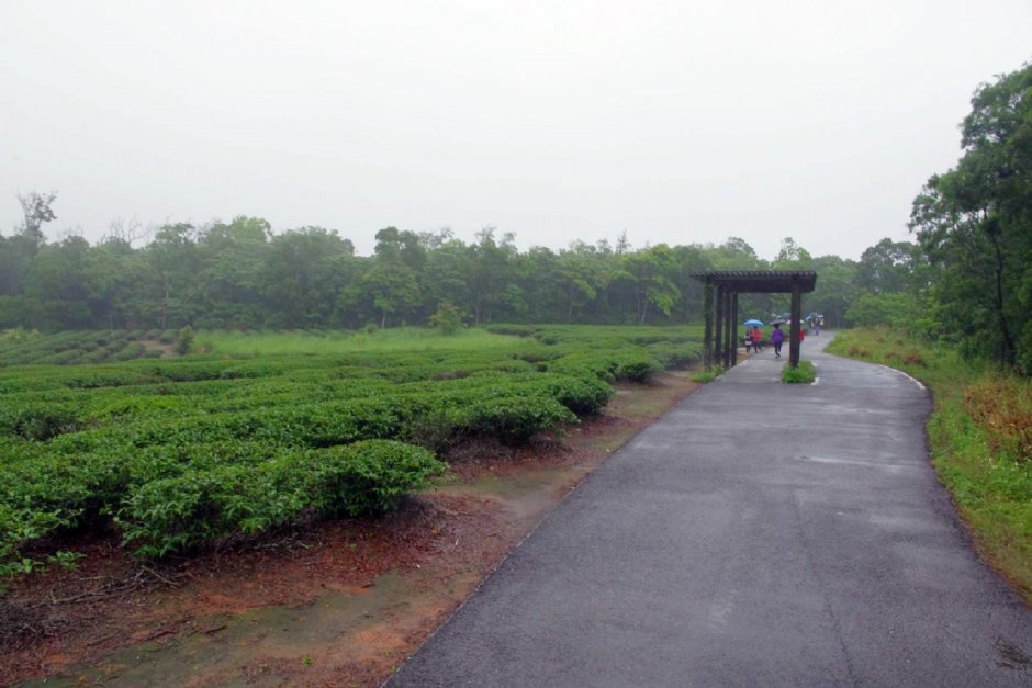 銅鑼自行車道沿途可見茶園 攝影：Eva隨手拍