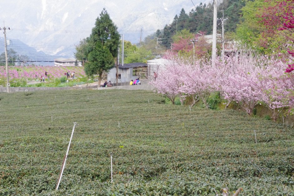草坪頭玉山觀光茶園 攝影：Eva隨手拍