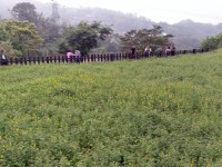 樟樹步道一旁的魯冰花田<br/> 攝影：Eva隨手拍