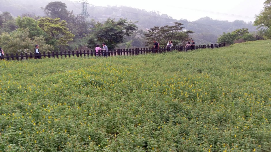 樟樹步道一旁的魯冰花田 攝影：Eva隨手拍