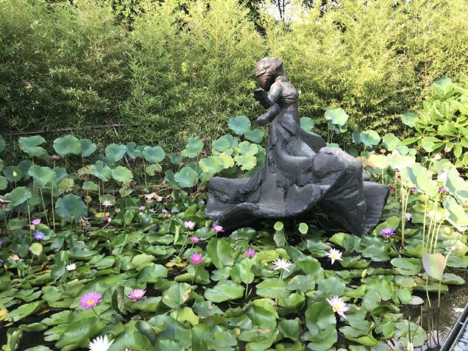 曼菲蓮花池 攝影：陳皮梅
