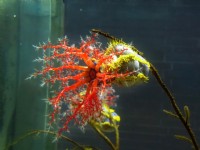 澎湖水族館生態<br/> 攝影：澎湖水族館