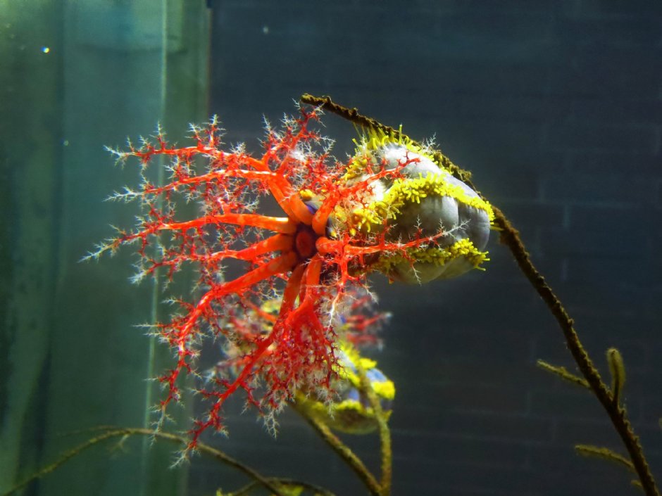 澎湖水族館生態 攝影：澎湖水族館