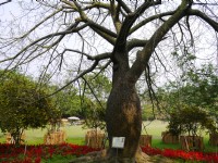 南元花園休閒農場百合香美人<br/> 攝影：三井