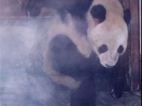 貓熊-02<br/> 攝影：台灣中國旅行社
