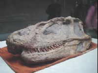 霸王龍頭骨化石<br/> 攝影：四川旅遊信息網