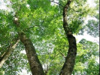 樟樹<br/> 攝影：山林悠遊網 / 花蓮林管處 提供