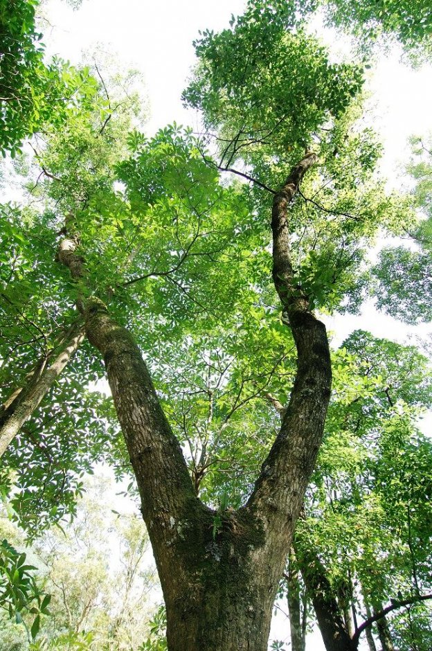 樟樹 攝影：山林悠遊網 / 花蓮林管處 提供