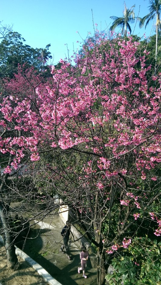 基隆中正公園賞櫻 攝影：Eva隨手拍