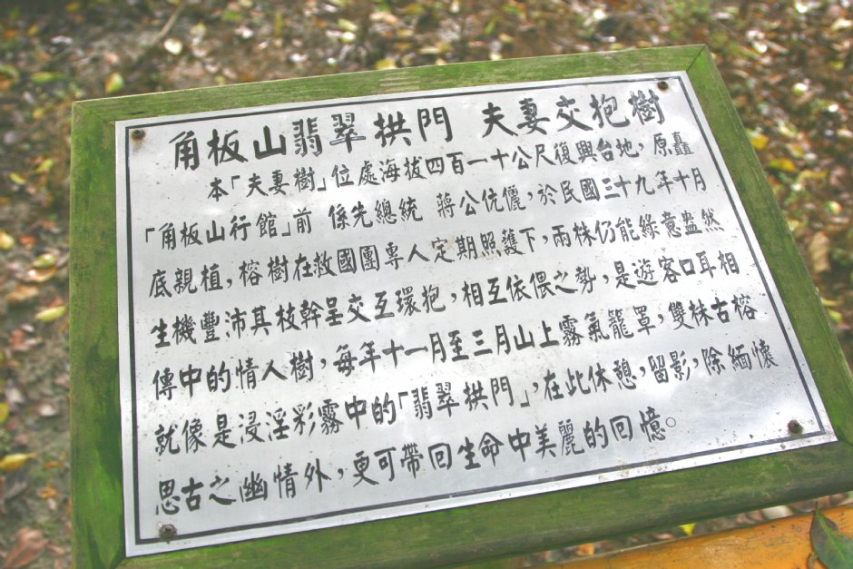 夫妻交抱樹介紹. 攝影：簡時強