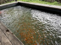 清水泉湯屋內的溫泉魚(2024)<br/> 攝影：Eva隨手拍