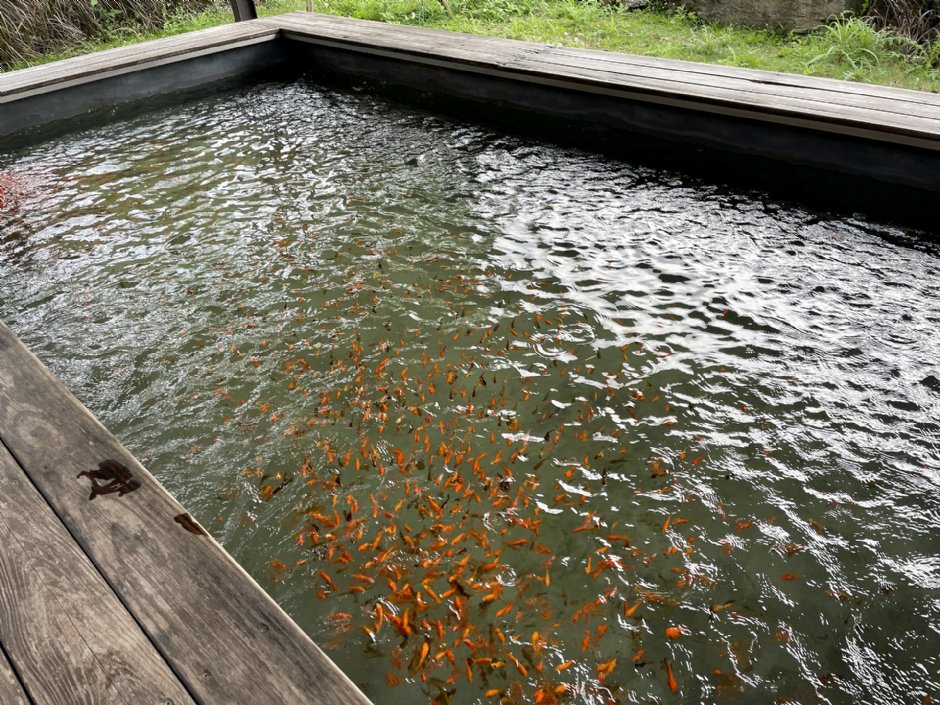 清水泉湯屋內的溫泉魚(2024) 攝影：Eva隨手拍