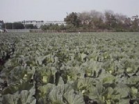 園旁菜園<br/> 攝影：郭香妙