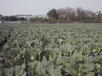 園旁菜園 攝影：郭香妙