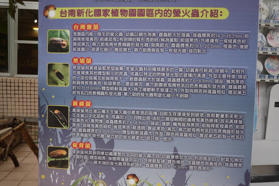 新化植物园萤火虫介绍 摄影：旅遊王攝影組