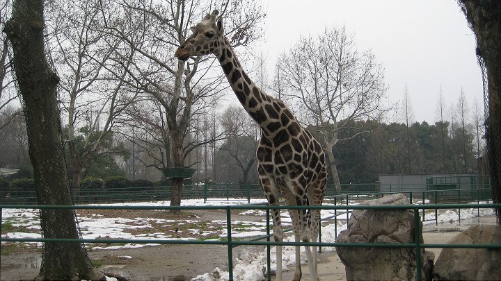 上海動物園 攝影：Crystal