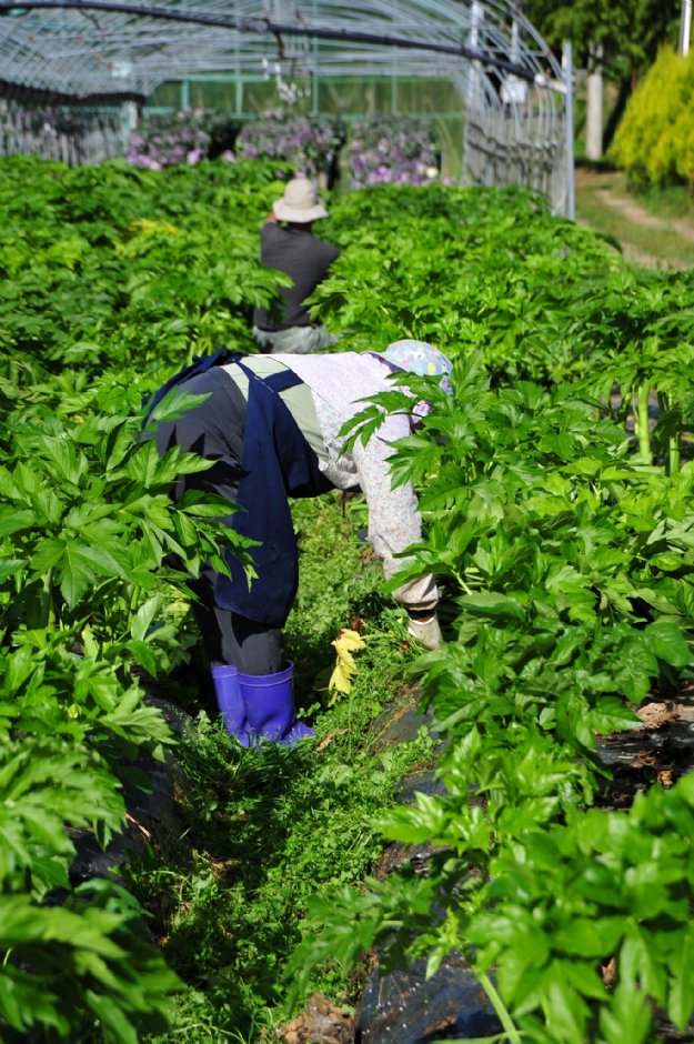 明日葉採收 攝影：台大山地實驗農場-南投梅峰