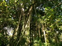 榕蔭步道的榕樹特寫<br/> 攝影：老山羊部落格