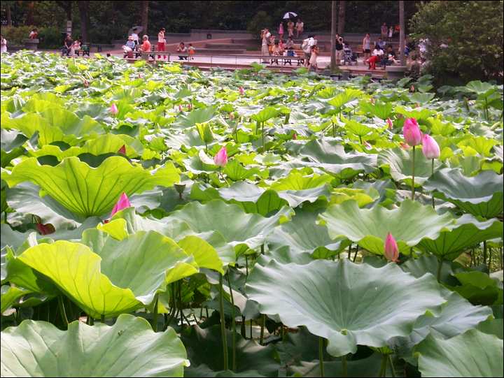 荷花池 攝影：Eva隨手拍