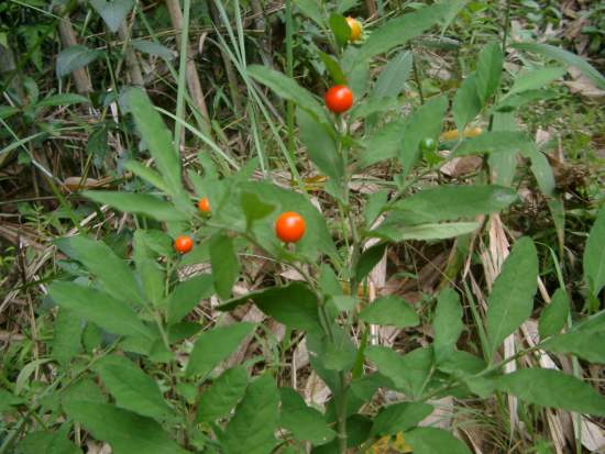 小番茄? 攝影：老山羊